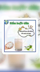 Nấm kefir dừa - Men sống nuôi từ môi trường nước dừa
