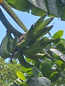 Cây Gống Chuối Táo Quạ 50cm_1m