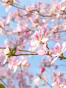 Air Fragrance Perfume 500ml Home fragrance air freshener diffuser aromatherapy oil for room Aromatherapy Fragrance Air Freshener for Room Scent Freshener Diffuser Essential Oil Fireless Perfume Scent Large Capacity Aromatherapy Refill Liquid