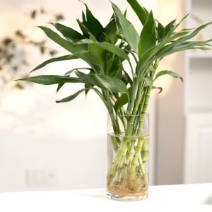 Binh Bông Lọ Hoa Thuỷ Tinh Ống Trụ Tròn D10cm x H20cm Trang Trí  Decor D1020