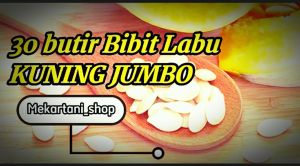 30 butir bibit Labu Kuning Jumbo
