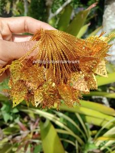 เลื่อมใบสีทองร้อยดิ้น 100 ชิ้น ตกแต่งเหรียญโปรยทาน