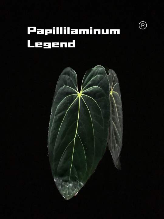 Anthurium Papillilaminum LegendSelfing/x self | Lazada