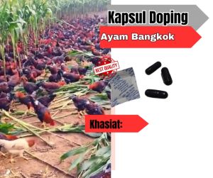 kapsul doping jamu ayam bangkok biar ganas nafas panjang tahan pukul kualitas impor thailand ecer