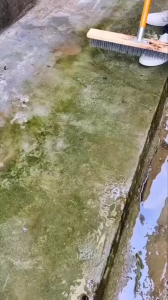 Chổi Sắt Cọ Rong Rêu 30CM DASEP Chổi Sắt Đa Năng Đánh Bay Mọi Vết Bẩn Cứng Đầu Chổi Sắt Chà Sàn Không Kèm Cán