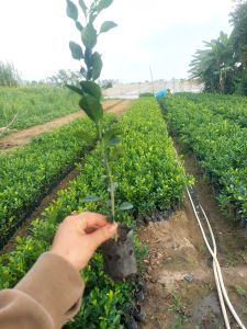 cây chúc giống  cây chanh thái khoẻ mạnh