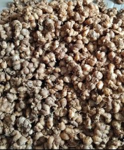 Kencur Segar 1Kg Murah Kencur Bagus Fresh Segar Kencur Segar Murah Kencur Murah Super 1Kg