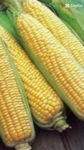 (Gói 30 hạt)Hạt giống bắp mỹ ngọt dễ trồng năng suất cao thơm ngon kháng bệnh tốt-Tổng kho hạt giống giá rẻ