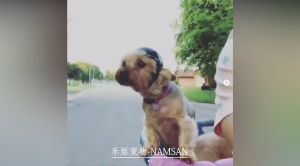 หมวกกันน็อคสูงสำหรับสุนัข สำหรับความปลอดภัย รวม: หมา, หมวกกันน็อค, อุปกรณ์หมวก