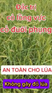 diệt cỏ sót tia chớp 345 sạch cỏ 345 beeco 345 hai lúa cỏ: trừ cỏ gạo cỏ lồng vực cỏ đuôi phụng không gây đỏ lúa