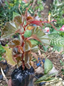 Begonia Wax live plant (in 3.5x3.5x8" polybag)
