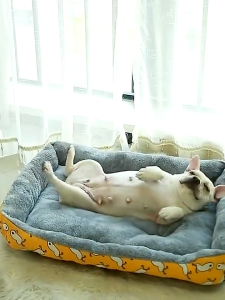 เตียงสุนัขสัตว์เลี้ยง ขนแกะ เบาะนอนที่นอน เบาะนุ่ม สําหรับสัตว์เลี้ยง สุนัข และแมว ที่นอนสัตว์เลี้ยง ไม่มีหมอน