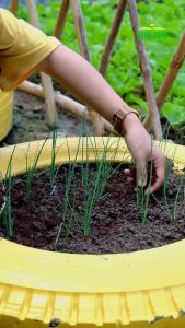 Hạt giống Hành Lá RADO 25 Túi 25g(~700 hạt) Nở bụi to Dễ chăm sóc | Hạt giống Rạng Đông