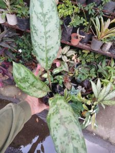 Aglaonema Manila Pride live plant (in 3.5x3.5x8" nursery bag)