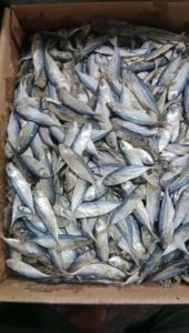 Ikan Peda Super Kecil - Ukuran Mini 250gr Kelezatan Maksimal