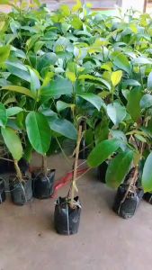 #ต้นจําปาดะ จําปาดะสายน้ําผึ้ง เนื้อฉ่ํา หวาน ต้นทาบสวย ๆพร้อมปลูกคะ