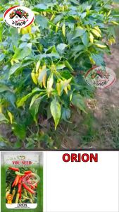 Benih Bibit Cabe Rawit Setan Dompolan ORION 10gr You Seed 2000 biji