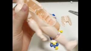 Human Body Model Montessori Baby Busy Toys DIY Organ Learning Toys Anatomy Display Assembly Toy Early Development Toys