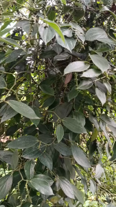 Daun Lada Segar / Daun Sahang Segar / Daun Merica Segar 100% Alami