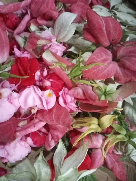 Bunga%207%20rupa%20Bunga%20ziarah%20kubur%20fress%20dan%20wangi%20,bli%201%20dapat%20gratis%201%20botol%20air%20mawar%20-%20Image%203