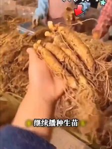 Ginseng seeds 长白山人参种子 high-quality Chinese herbal materials from Changbai Mountain 优质中草药材种子 easy to live planted in pots throughout the four seasons