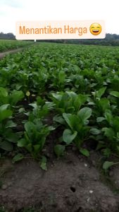 TOSAKAN 100gr - Benih Sawi Hijau Caisim - ORIGINAL Kemasan Kaleng Cap Panah Merah