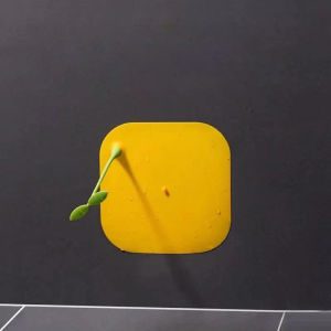 Talao Thick Silicone Floor Drain Deodorant Cover Bathroom Deodorant Insect-Proof Bean Sprouts Shape