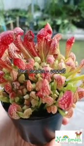 ต้นซาราซิเนีย พันธุ์ สกาเล็ตเบล (Sarracenia x Scaret belle) (ส่งทั้งกระถาง 3 - 8 นิ้ว) ไม้กินแมลง ใบกระเปราะสวย ไม้ประดับแต่งสวย ชอบน้ำ+แดด