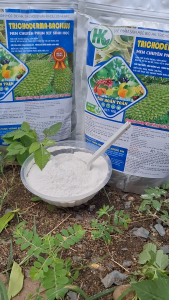 TRICHODERMA CAO CẤP HOÀNG KIM 1KG/ MEN CHUYÊN PHUN XỊT TAN HOÀN TOÀN 100%/ CHỐNG TUYỄN TRÙNG RỄ CẢI TẠO ĐẤT