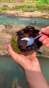 Bibit Black Sapote Unggul
