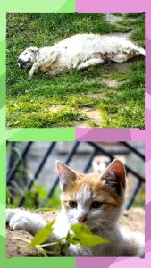 FIPRO Wiggle Waggle Madre de Cacao Pet Shampoo (Berries & Melon) 500mL