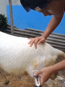 NO LIMIT BaoRun Mesin Alat Cukur Bulu Hewan Domba Garut Anjing Kucing Elektrik Grooming Hair NC4