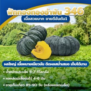 เมล็ดฟักทอง รสชาติ บรรจุ 2 กรัม 20 เมล็ด เมล็ดพันธุ์ฟัก เมล็ดพันธุ์ผัก เมล็ดผักสวนครัว ฟักทองทองอำพัน เจียไต๋