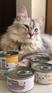 85g KitCat Meat Gravy Deboned Goat Milk Cat Cats Wet Food Can All Stages Adult Kitten Pet Essentials