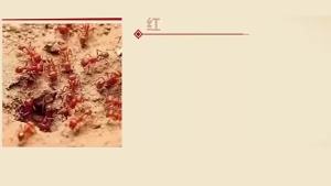 Kangyu Red Fire Ant Medicine Exterminate Ants Baits Whole Nest Wild Farmland Removing Red Fire Ants a Nest of Red Ant End Killer End