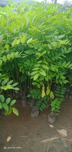 35 batang bibit indigofera pakan ternak (bonus pupuk penyubur)