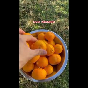 Bibit Tanaman Jeruk Mandarin Super Manis