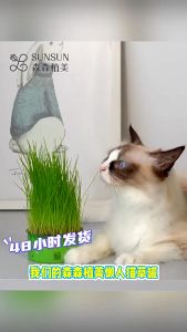 Fresh Cat Grass Can Cat Grass Seed Cat Food Hairball Solution Healthy Cat Food Rumput Kucing Rumput Untuk Kucing