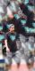 Arana_jok 76