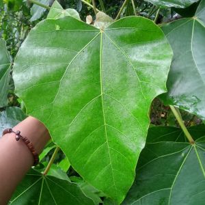 DAUN KEMIRI Sejuta manfaat untuk kesehatan Spesial ( kemasan 500gram)