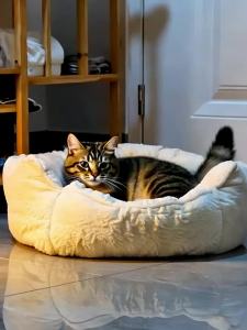 New Pet | Thảm Làm Mát Cho Thú Cưng