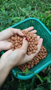 Jenitri Rudraksha ( 50 Biji ) Mukhi Garis 678910 Sudah Di Lubangi