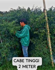 Benih Cabe Keriting tinggi 2 meter 10 gr