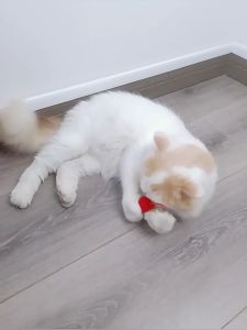 Mainan Kucing Interaktif Tikus Bunyi Cit Lucu Murah / Cat Toys Bentuk Tikus Bisa Bunyi