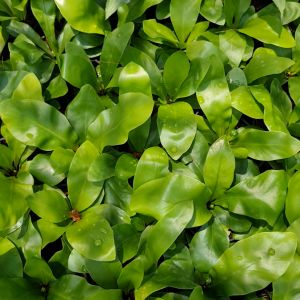 รับประกัน* ต้นเฟิร์นข้าหลวง พร้อมกระถาง 5 นิ้ว (ขนาดใบยาว 25-35 ซม.) ต้นไม้มงคล ต้นไม้ประดับ ไม้ฟอกอากาศ ฟอร์มสวย