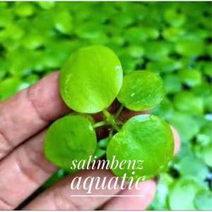 (BUY 7 FREE 3) Amazon Frogbit Pokok Frogbit Aquarium Float Plant pokok ikan laga guppy