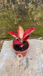 Cây Vạn Lộc Son - Size trang trí bàn làm việc - Kiểng lá mang tài lộc!