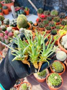 Leuchtenbergia Principis Seeding / 实生光山 晃山 仙人掌中国四大名球