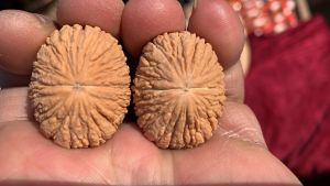 Original Color Golden Monkey Head Walnut Handplay Piece Wild Old Tree near Perfect round Hand Rubbing Playing Piece Folk Art