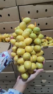 Kurma Muda Barhee Barhe 1 Kg Fresh Promil / kurma muda